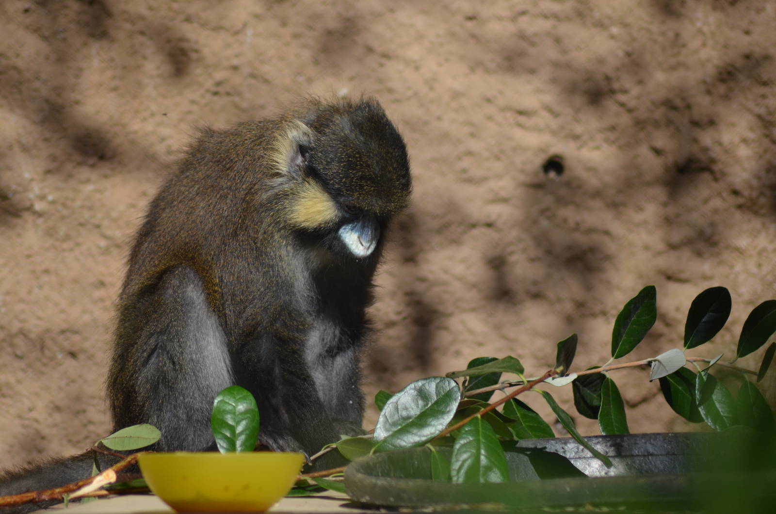 Moustached Guenon