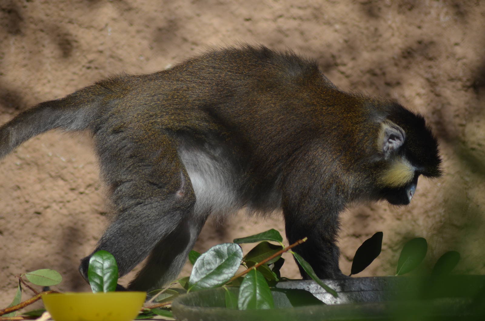 Moustached Guenon