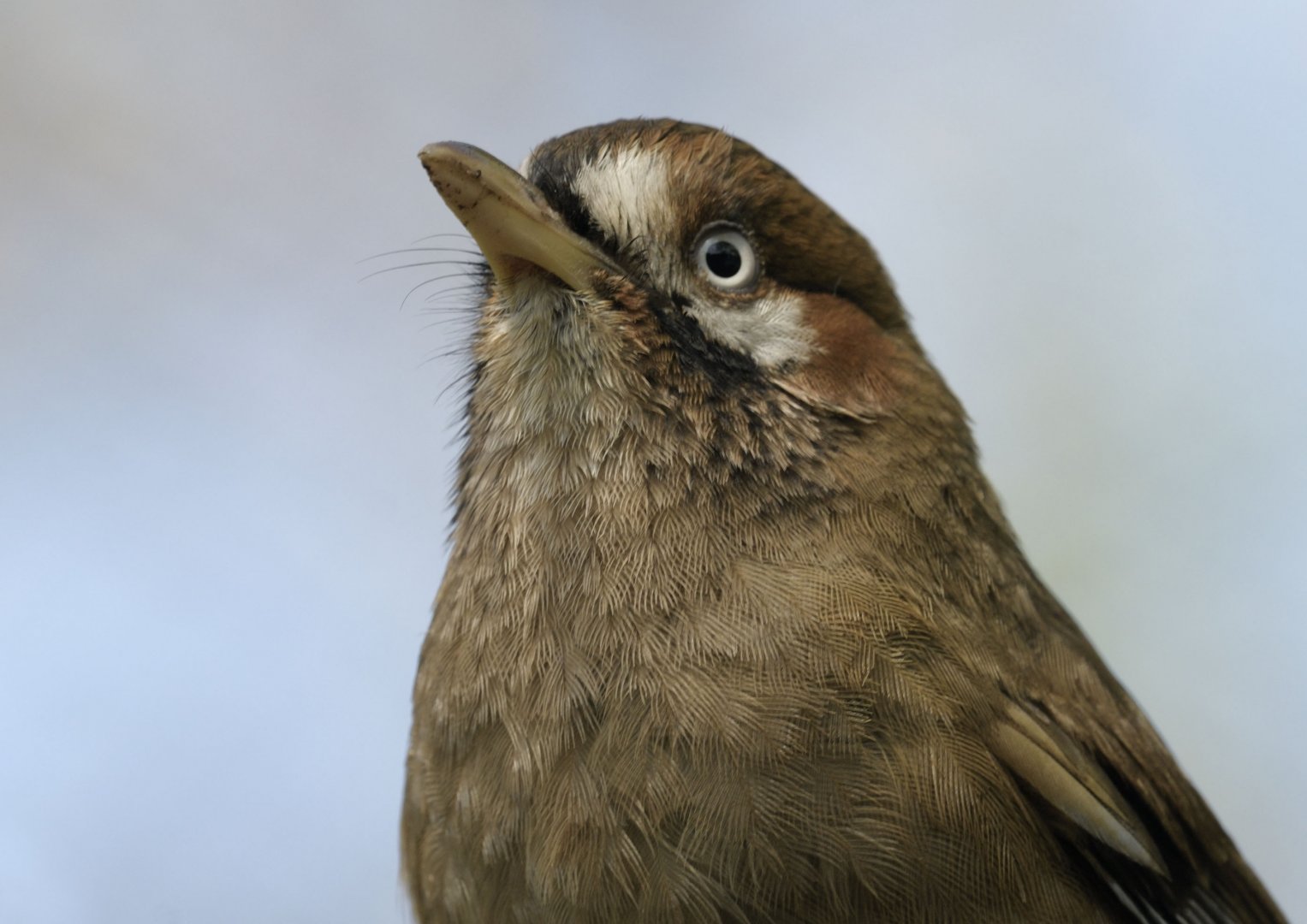 Moustached laughing-thrush