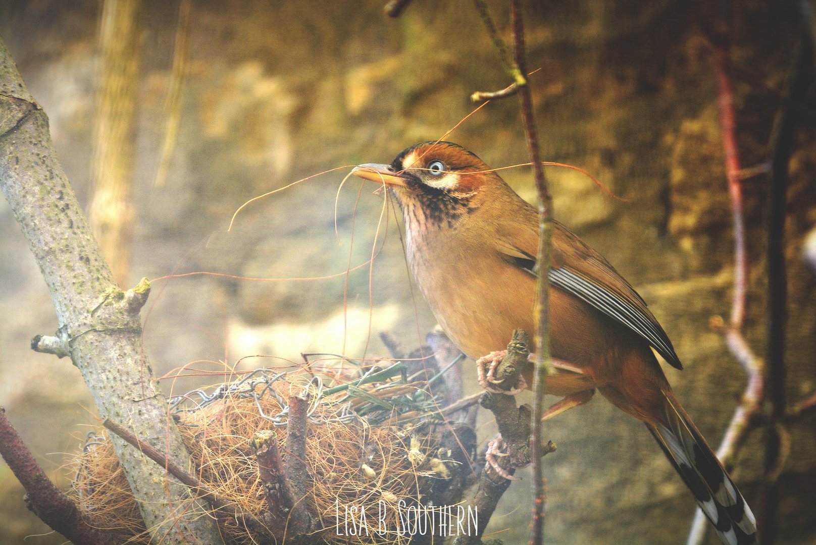 moustached laughing thrush