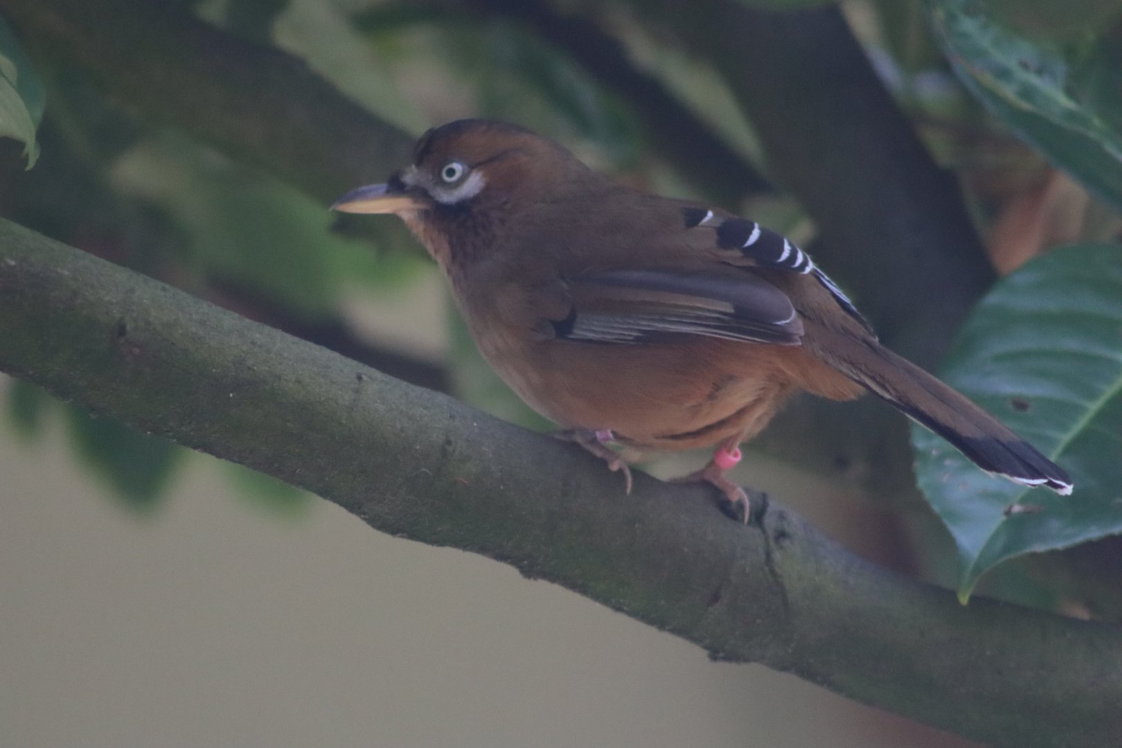 Moustached laughingthrush - 20 April 2022