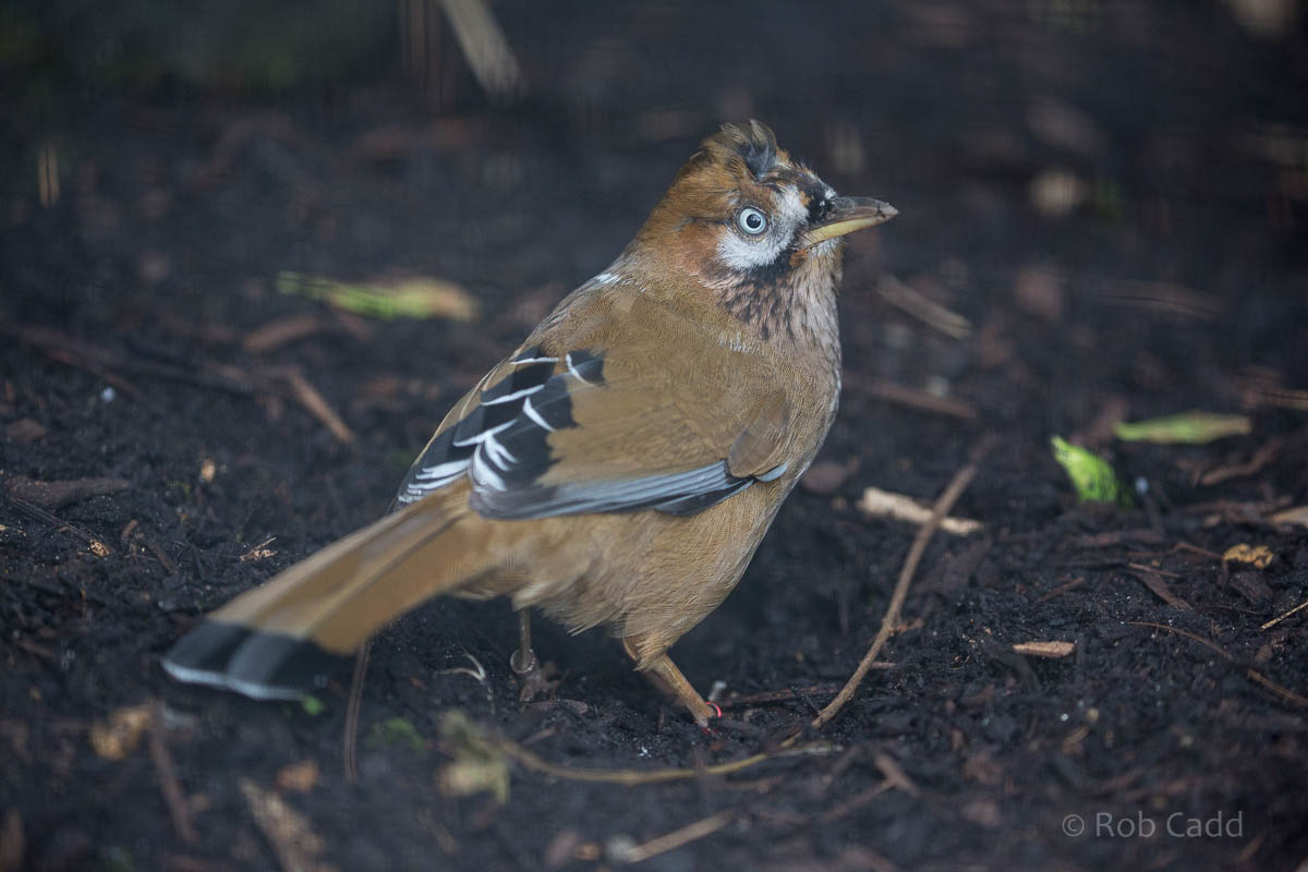 Moustached laughingthrush : Waddesdon : 09 Oct 2015