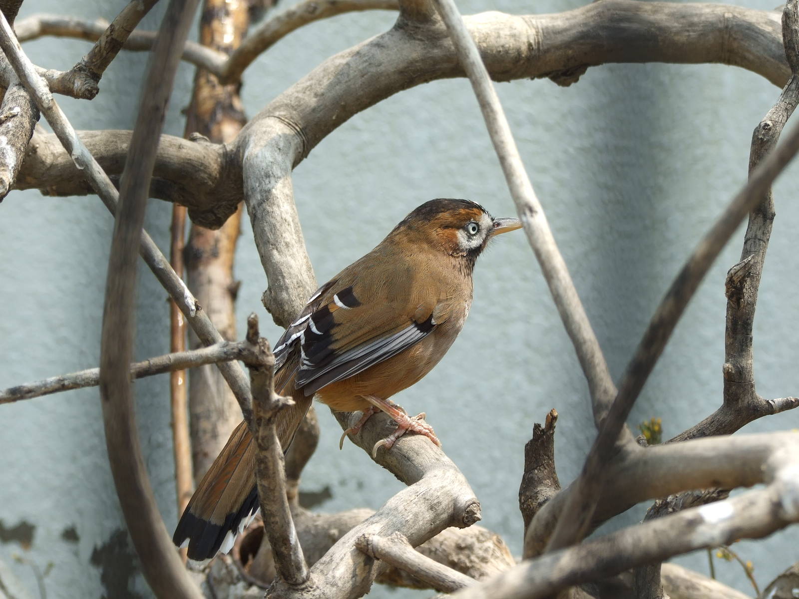 moustached laughingthrush