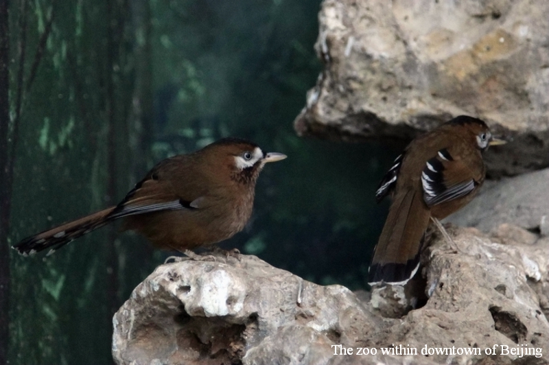 Moustached laughingthrush