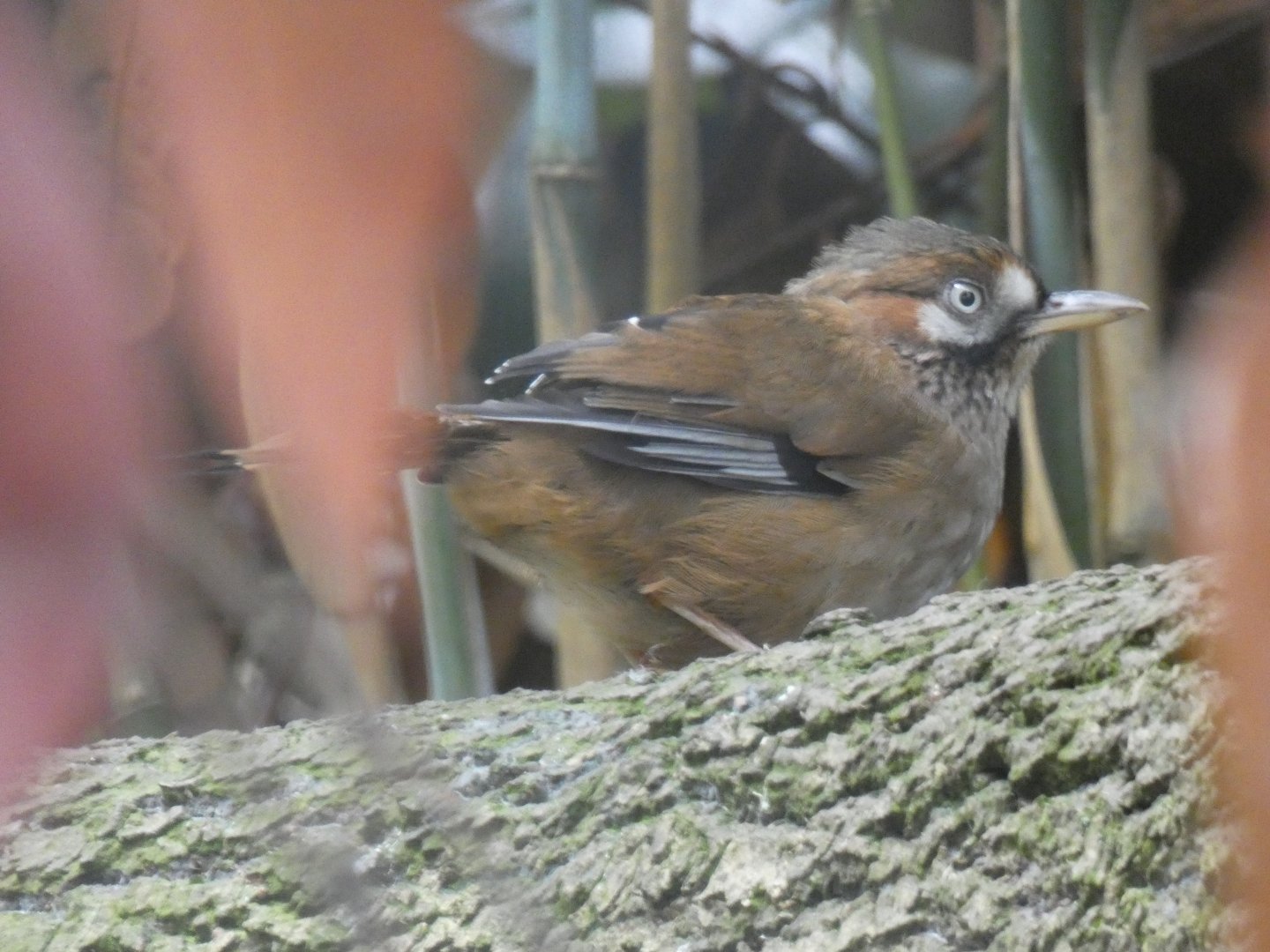 Moustached Laughingthrush