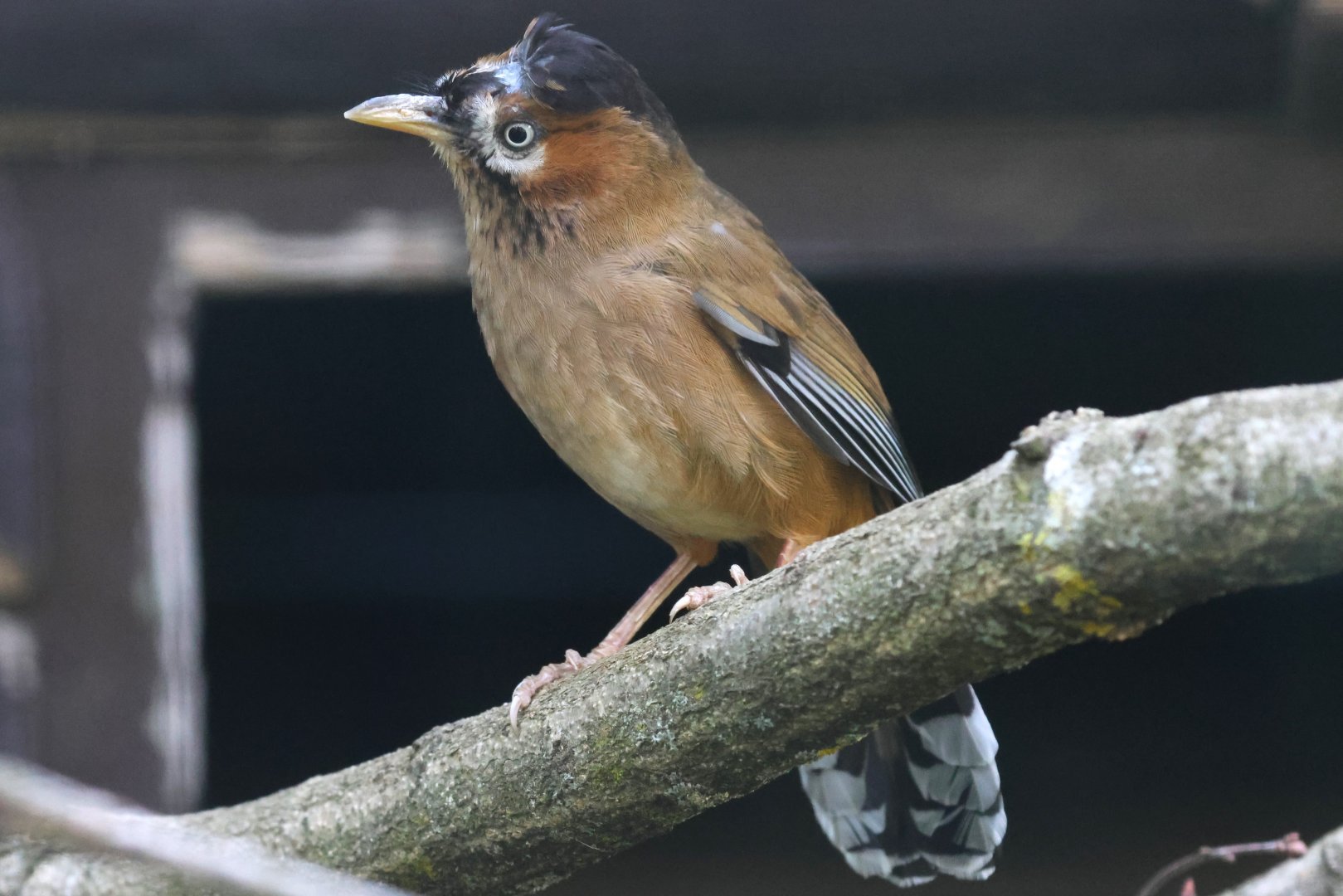 Moustached laughingthrush