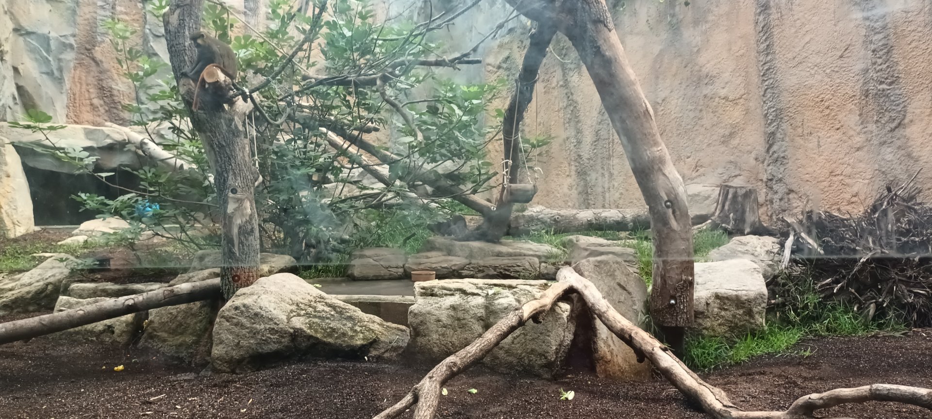 Moustached Monkey and Rock Hyrax Enclosure