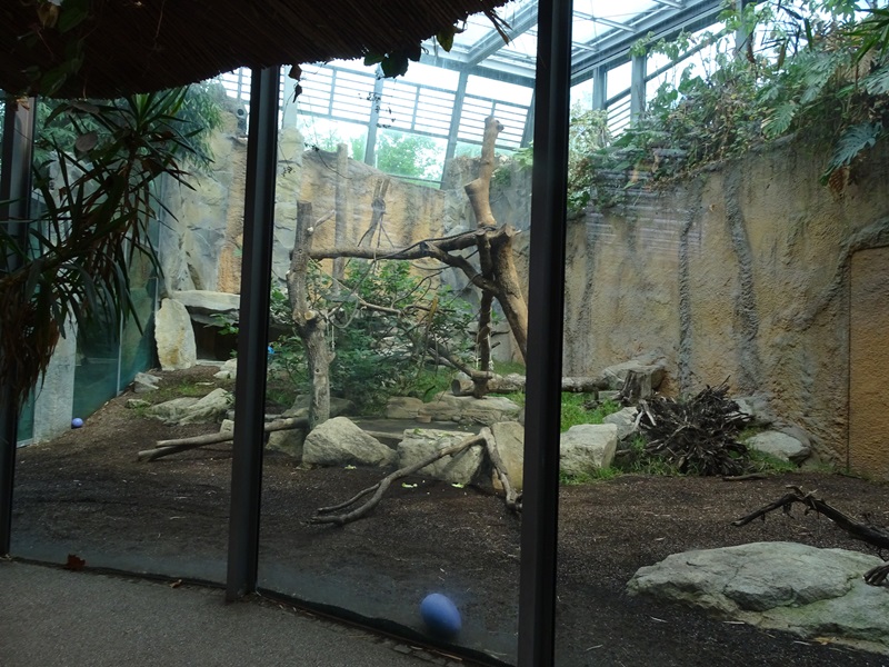 Moustached monkey and rock hyrax enclosure