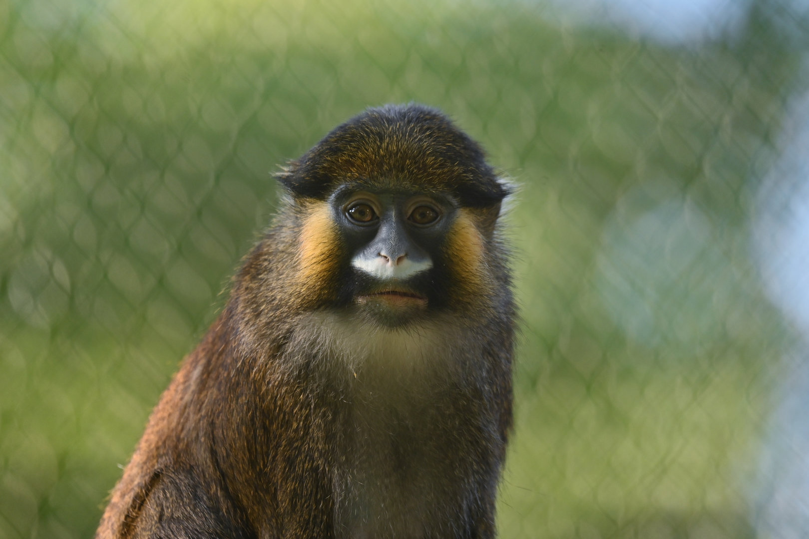 Moustached Monkey (Cercopithecus cephus)
