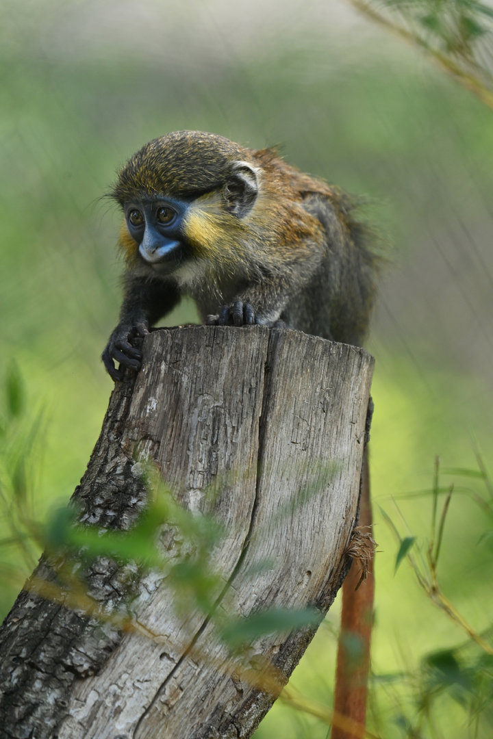 Moustached Monkey (Cercopithecus cephus)