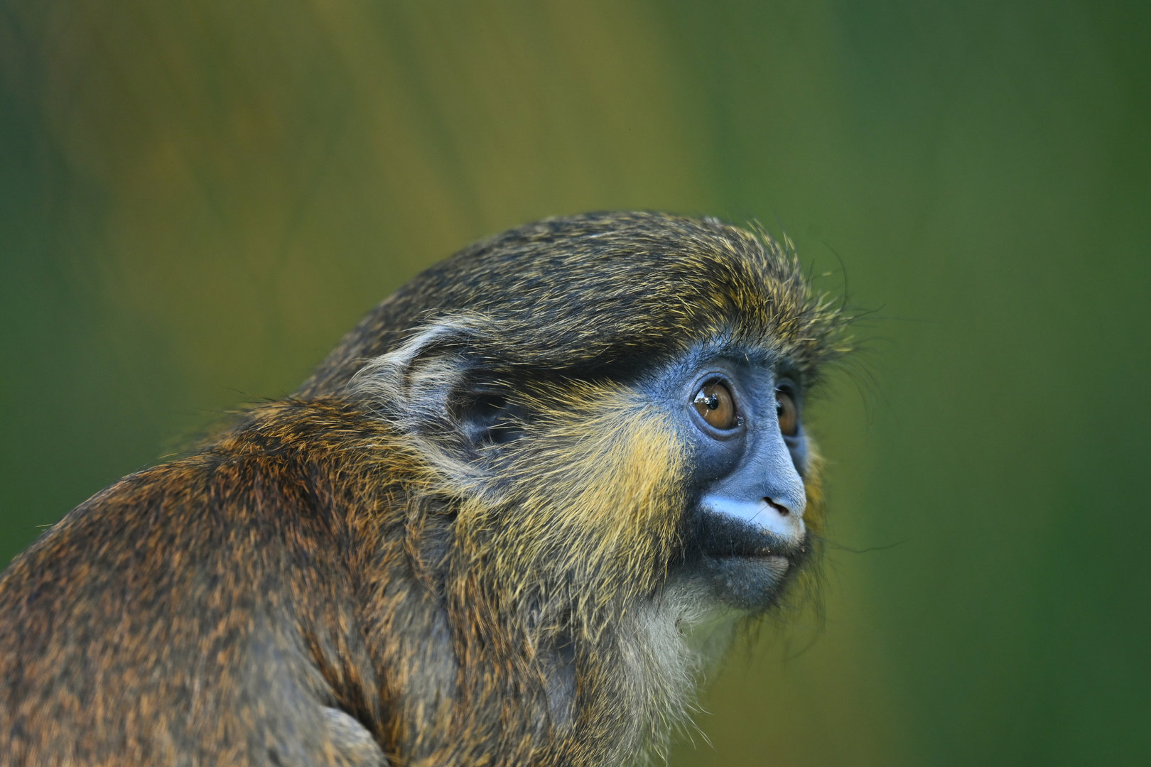 Moustached Monkey (Cercopithecus cephus)