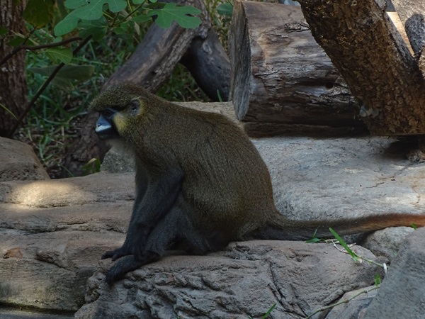 Moustached monkey (Cercopithecus cephus)