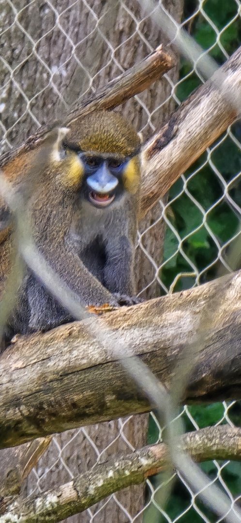 Moustached monkey