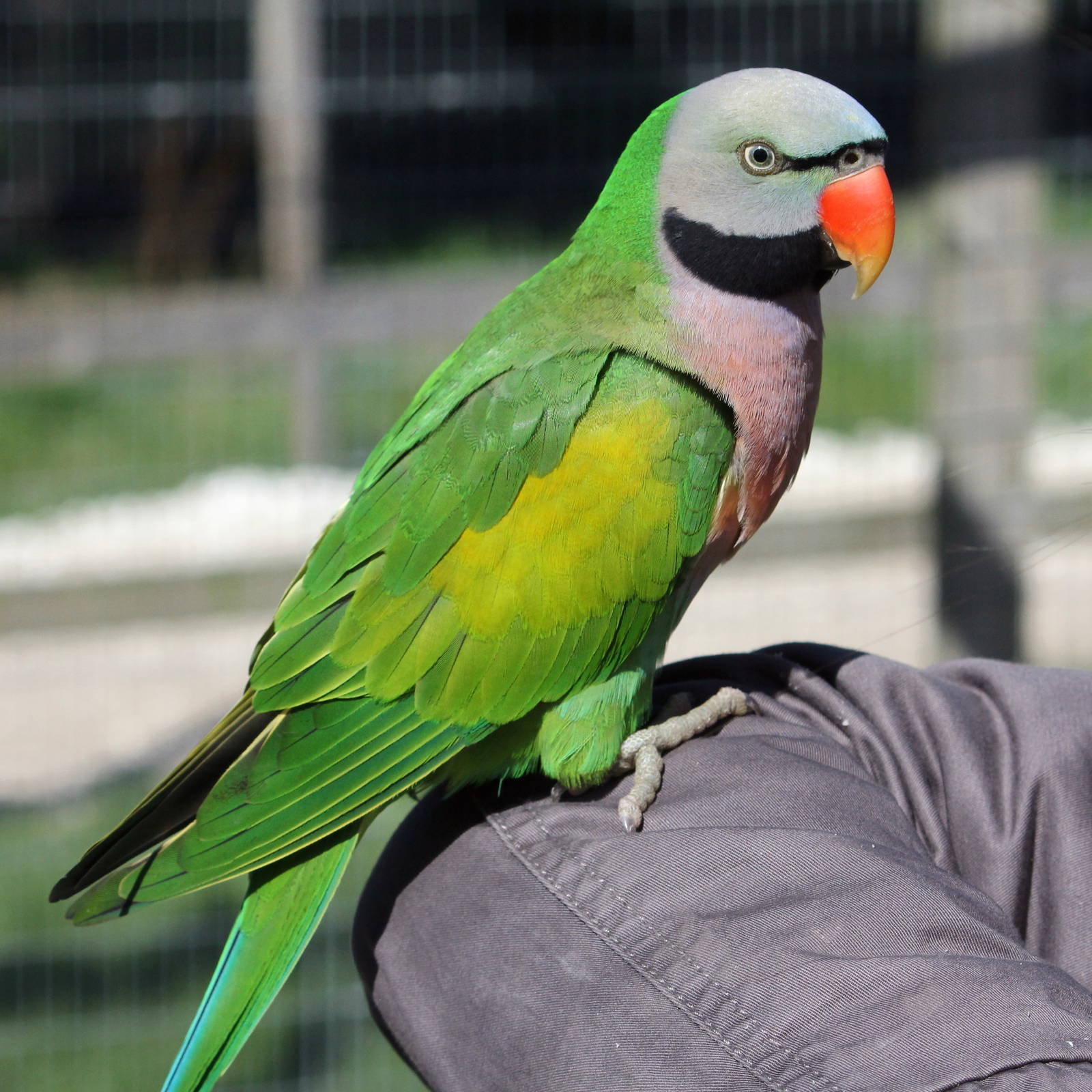 Moustached parakeet  11-4-15