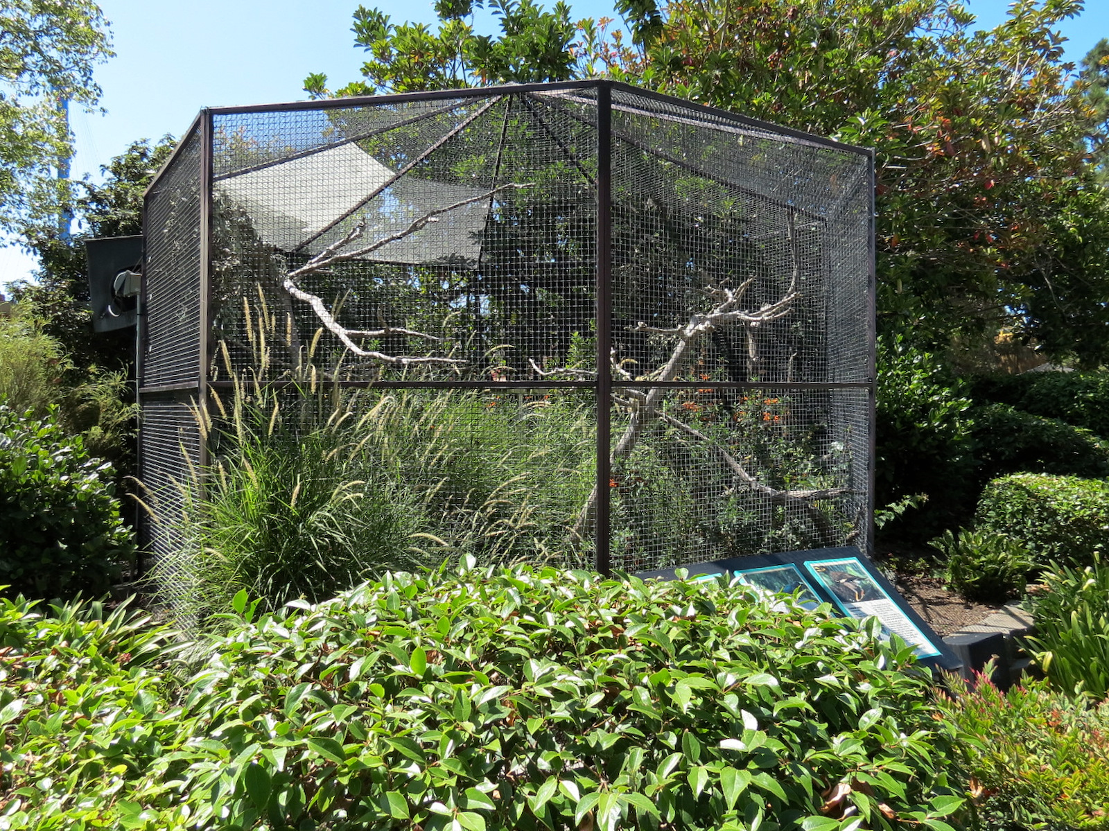 Moustached Parakeet, Chestnut-breasted Malkoha, and Common Myna Exhibit