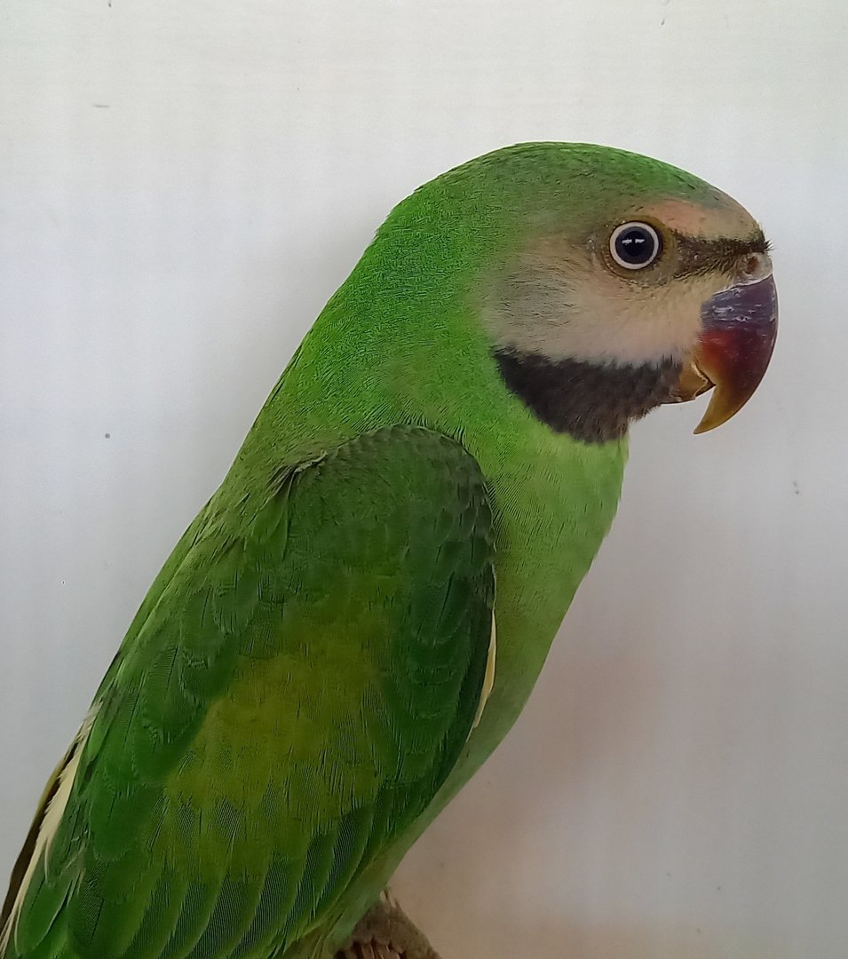Moustached parakeet - juvenile