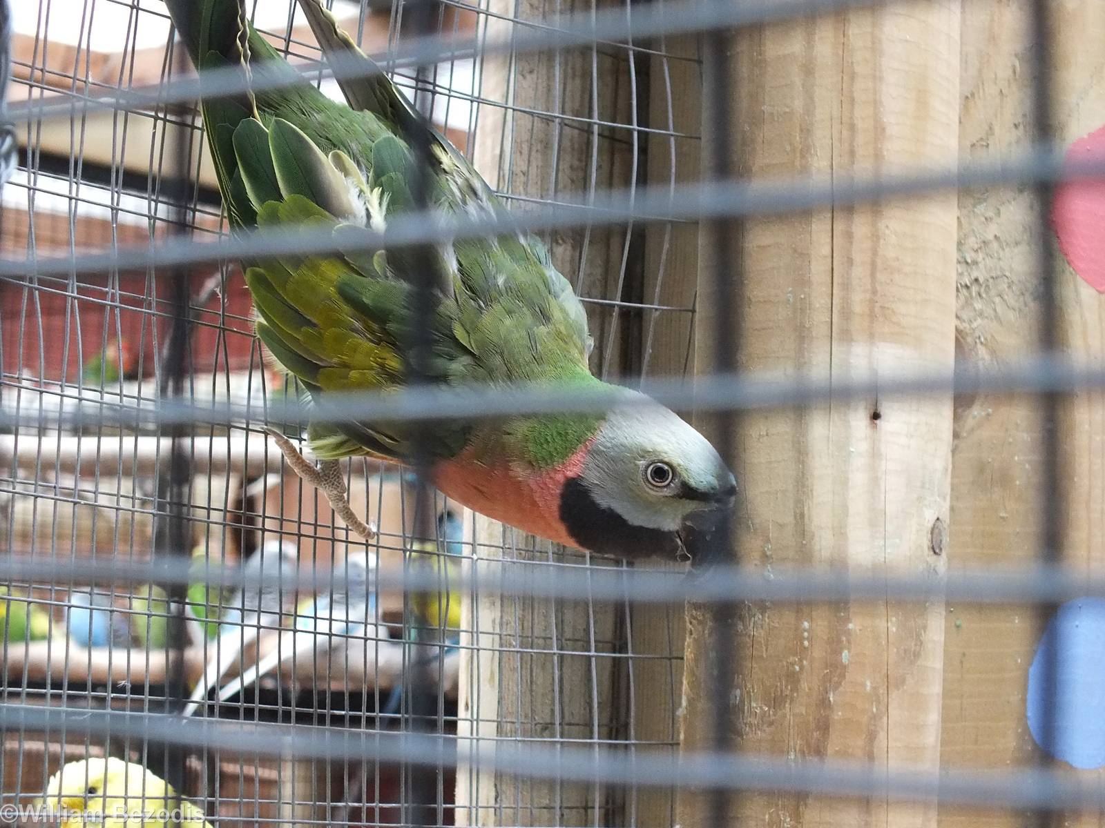 Moustached Parakeet