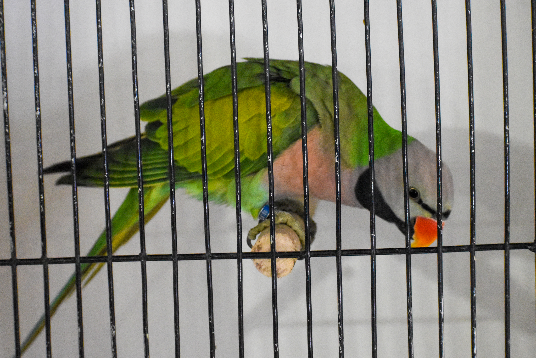Moustached Parakeet