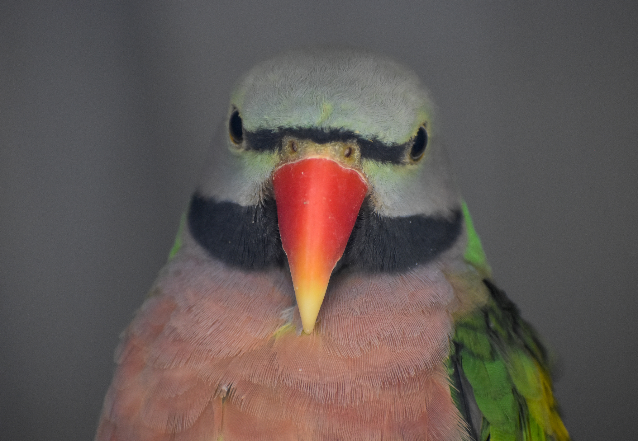 Moustached Parakeet