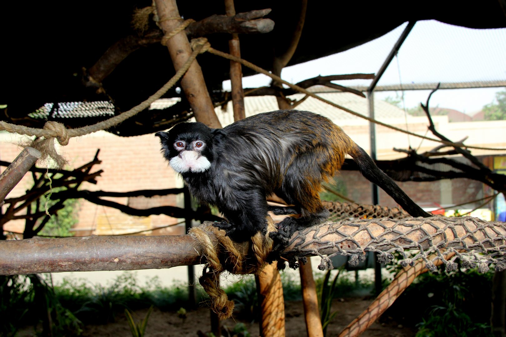 moustached tamarin or Spix's moustached tamarin (Saguinus mystax)