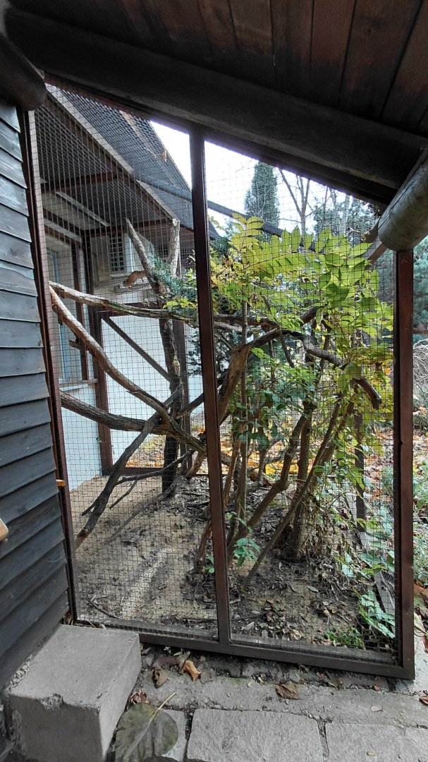 Moustached tamarin outdoor exhibit