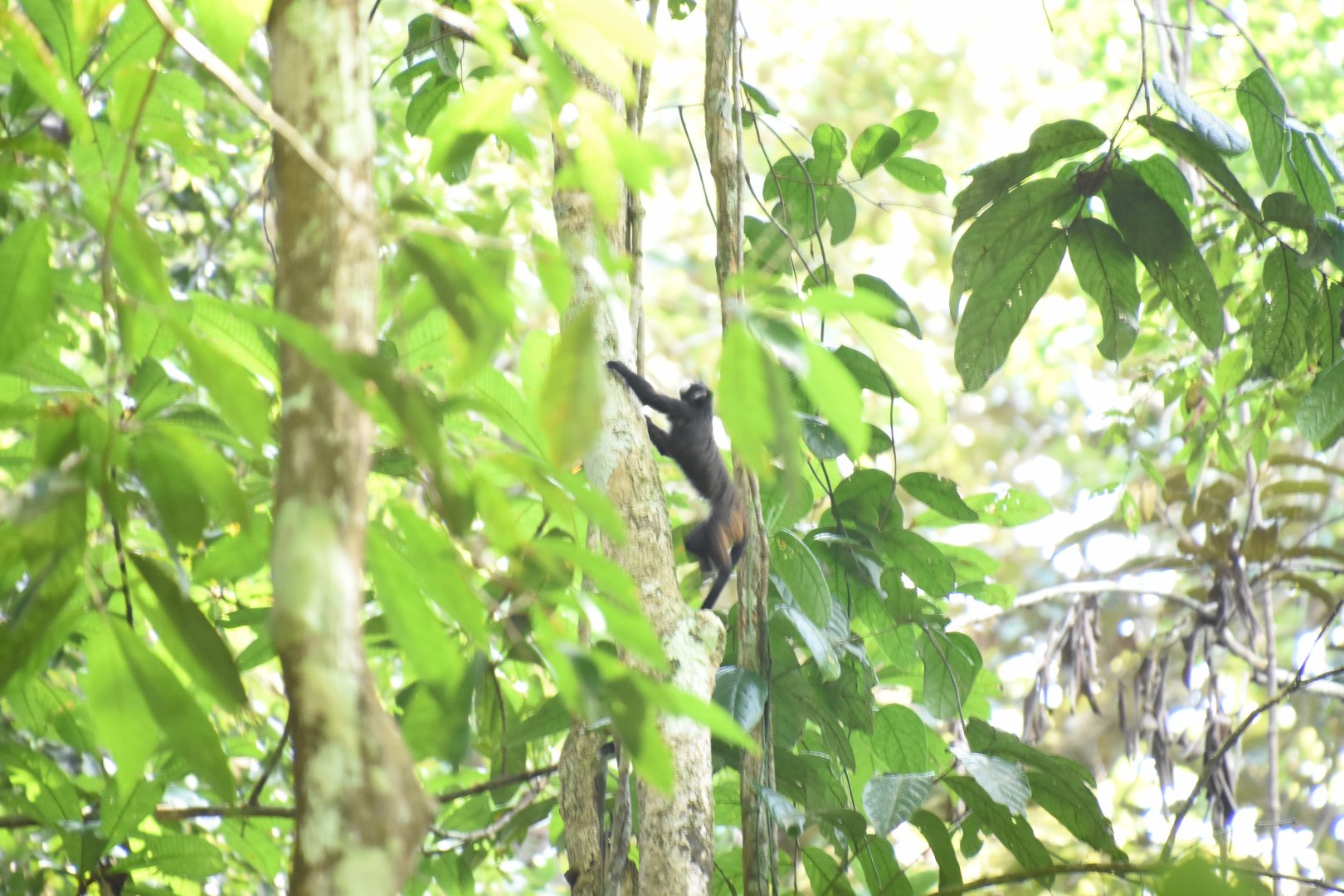 Moustached tamarin (Saguinus mystax)