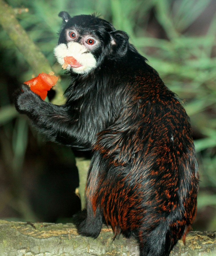 Moustached tamarin