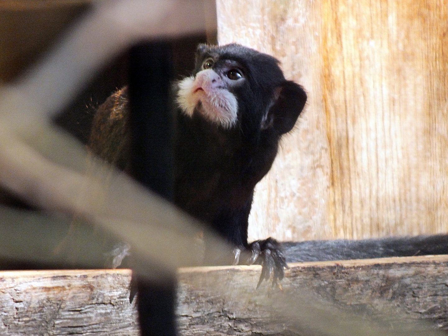 Moustached tamarin