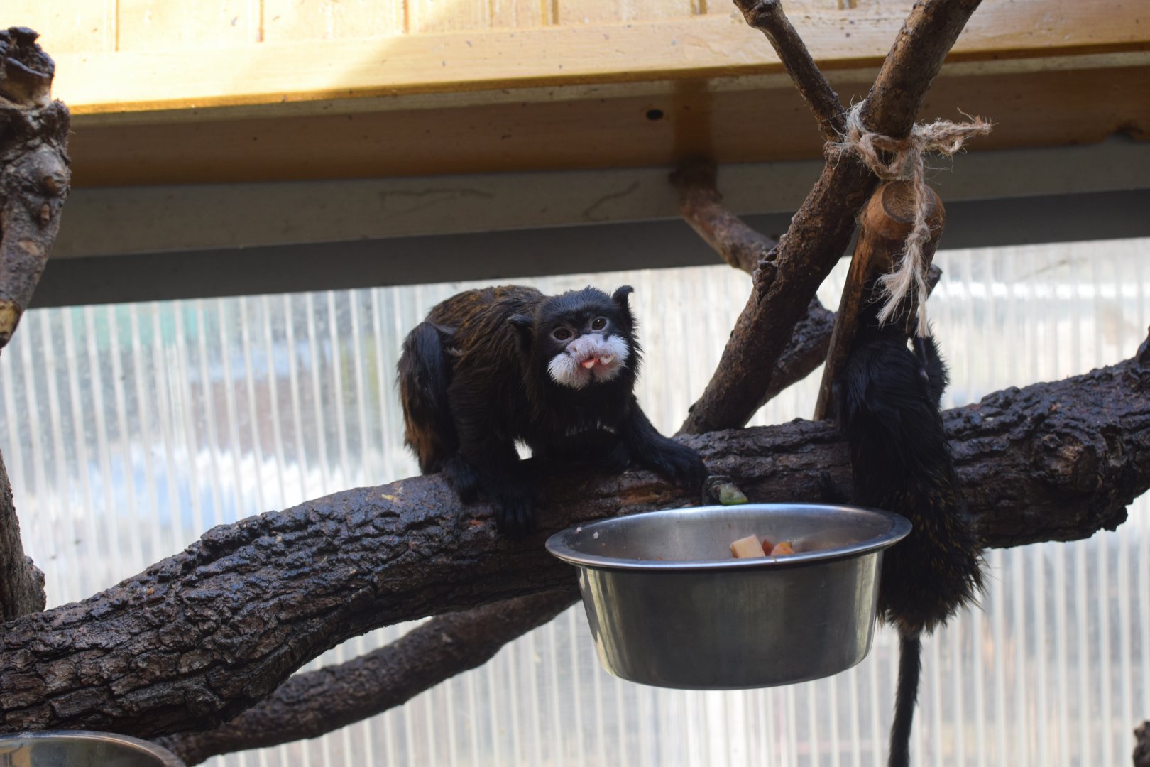Moustached tamarin