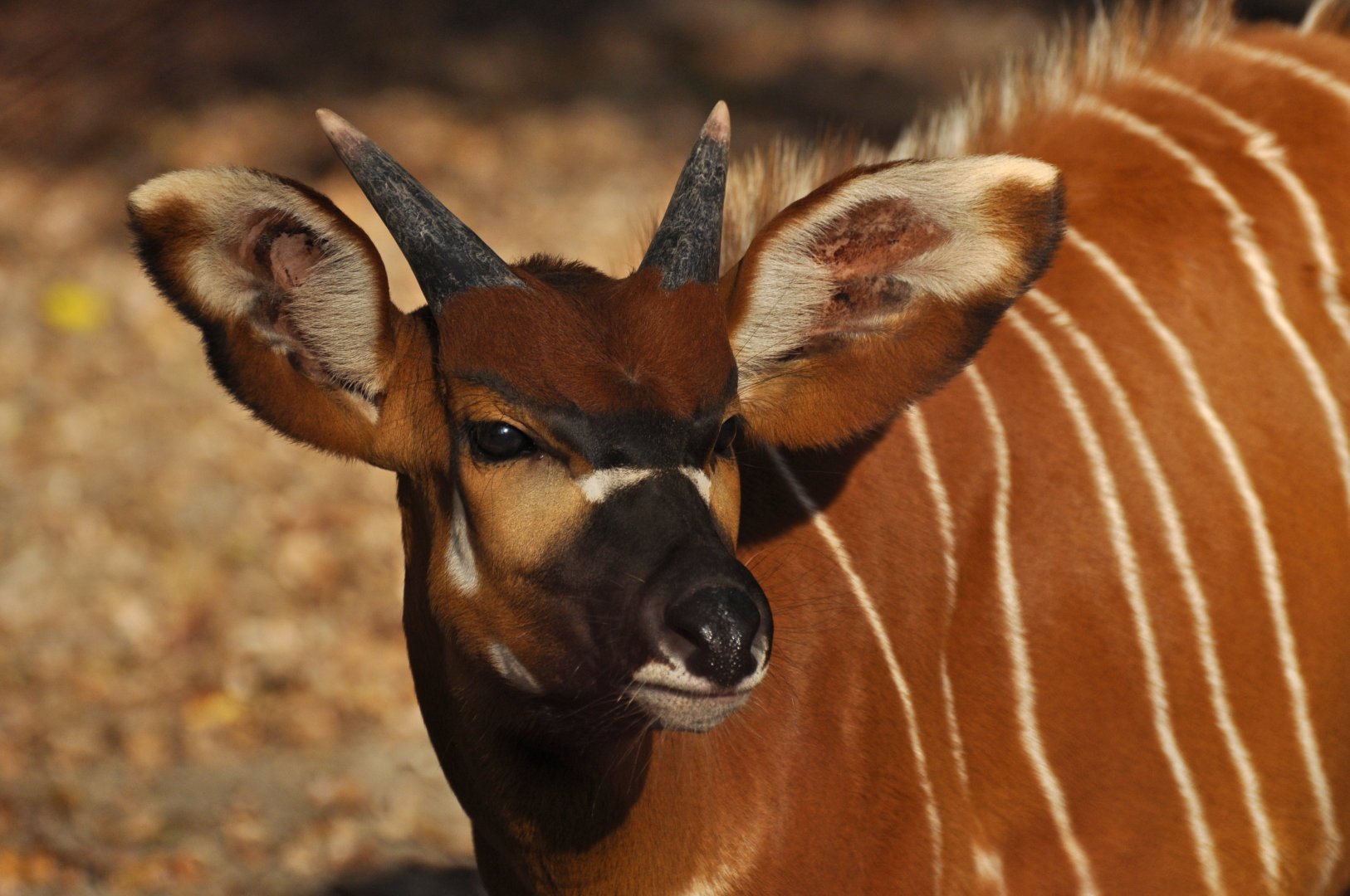 Moutain bongo (Tragelapus eurycerus isaaci)