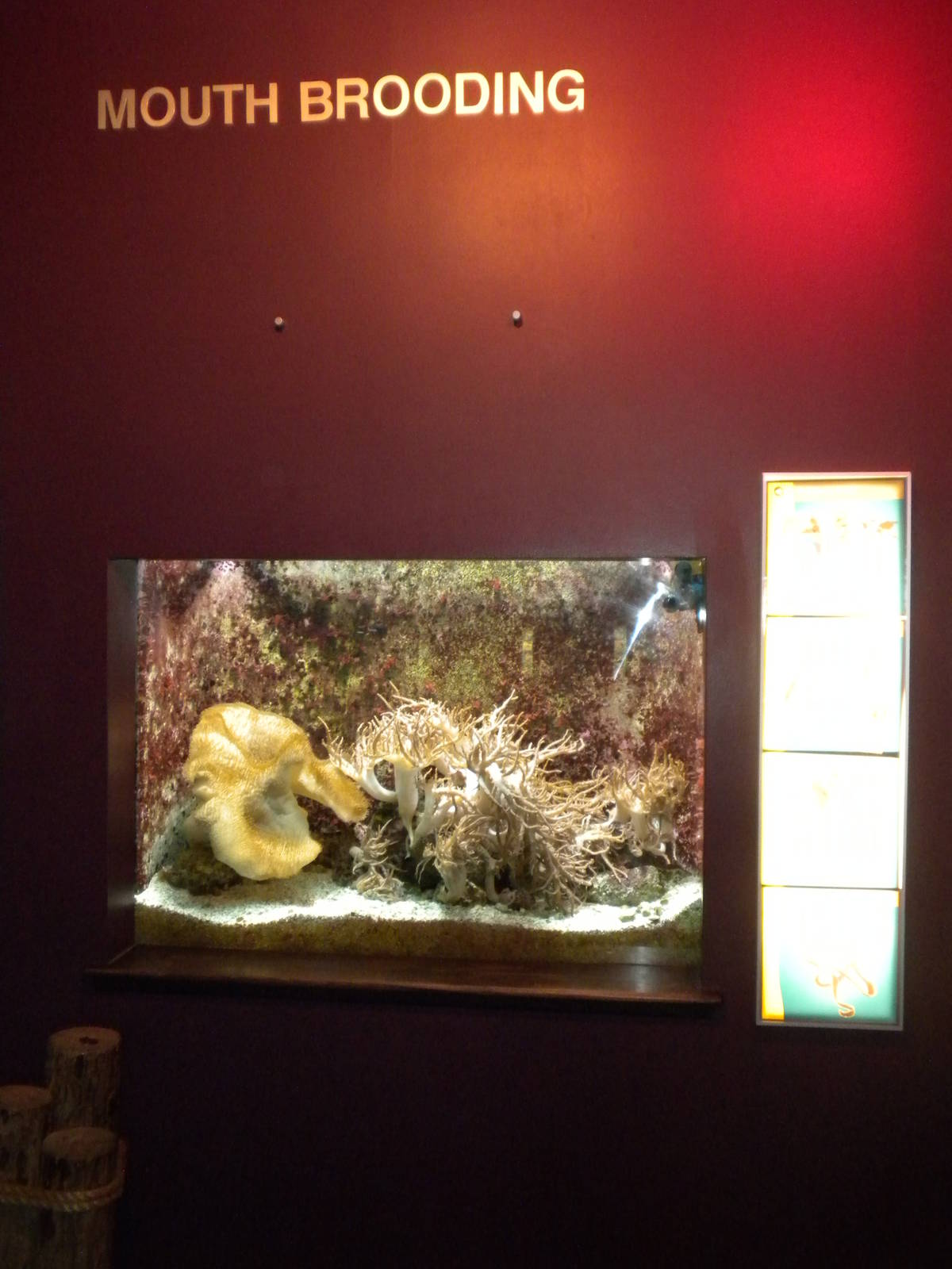 Mouth Brooding