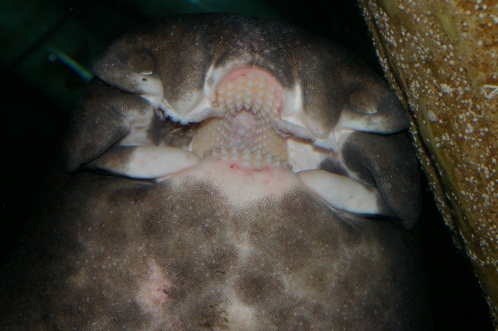 mouthparts of Port Jackson shark (Heterodontus portusjacksoni)