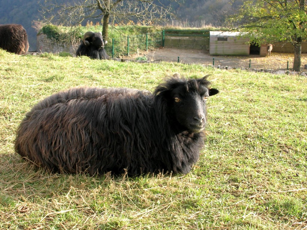 Mouton dOuessant (ovis aries ouessant)