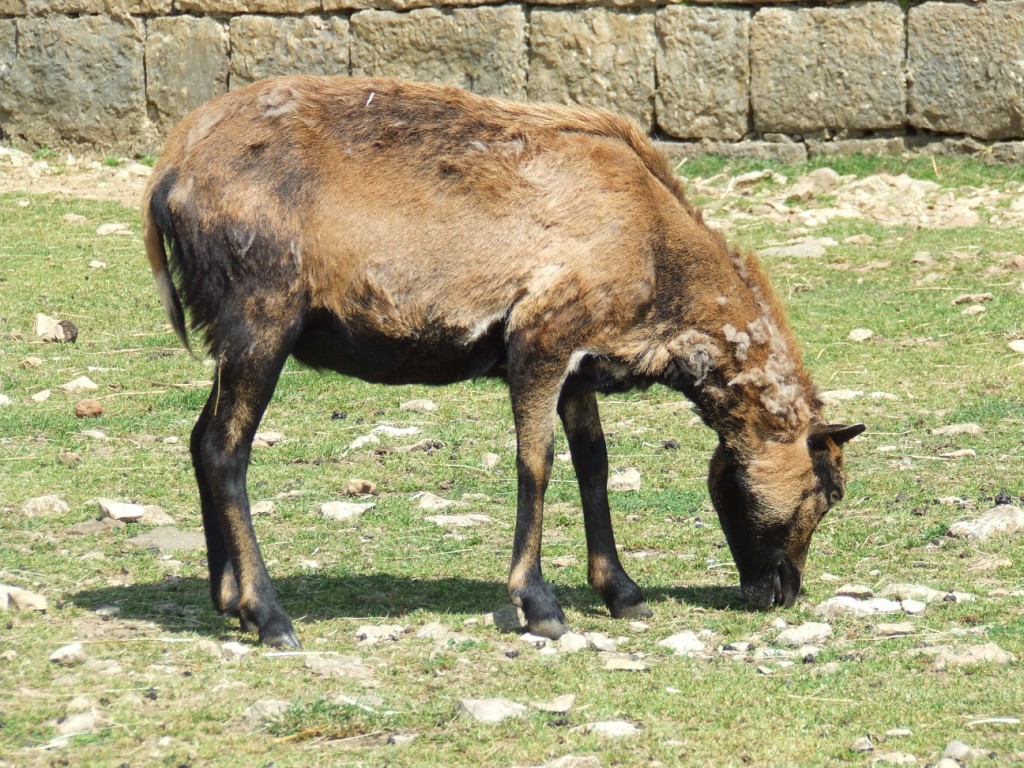 Mouton du Cameroun (ovis  aries cameroon)