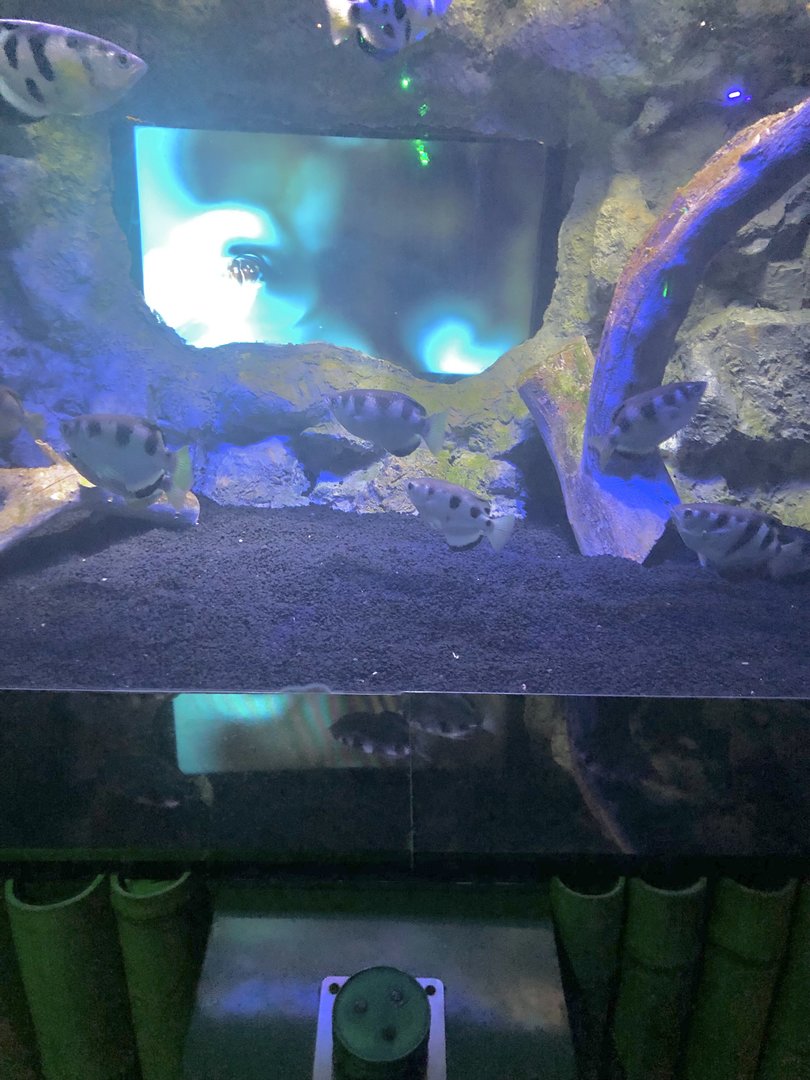 Movie Display at ViaSea Aquarium