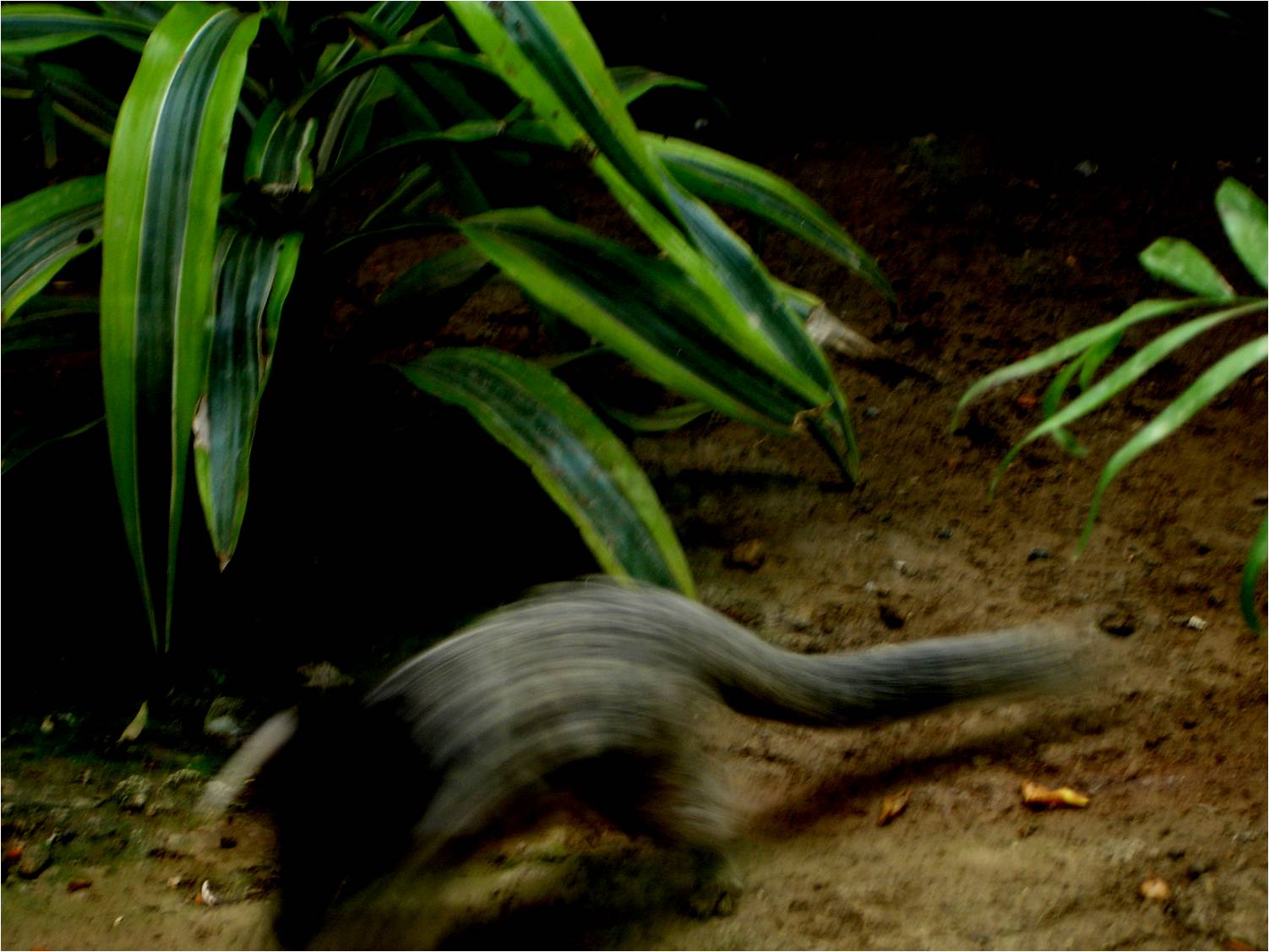 Moving Common Marmoset at Zoo da Maia, 27/04/08