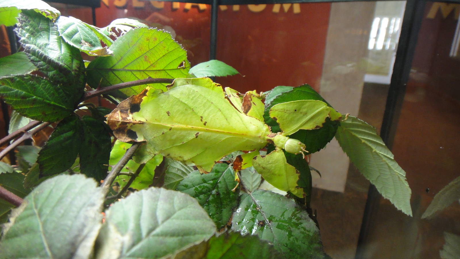 Moving leaf insect at Museum of life and science 2015-1-31