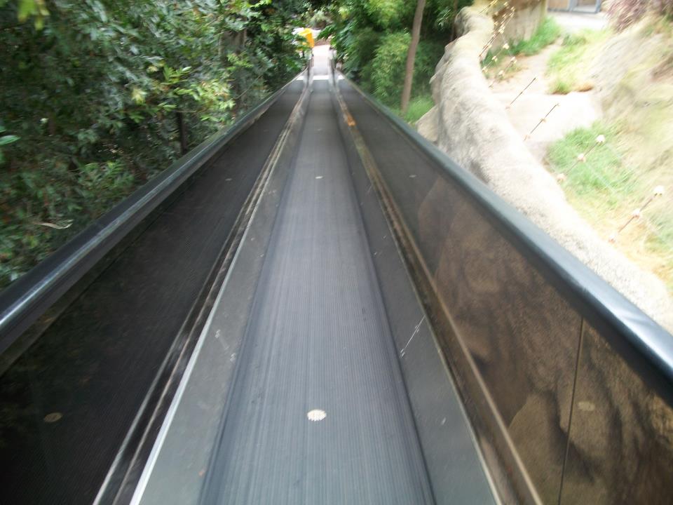 Moving Walkway Inside the Zoo