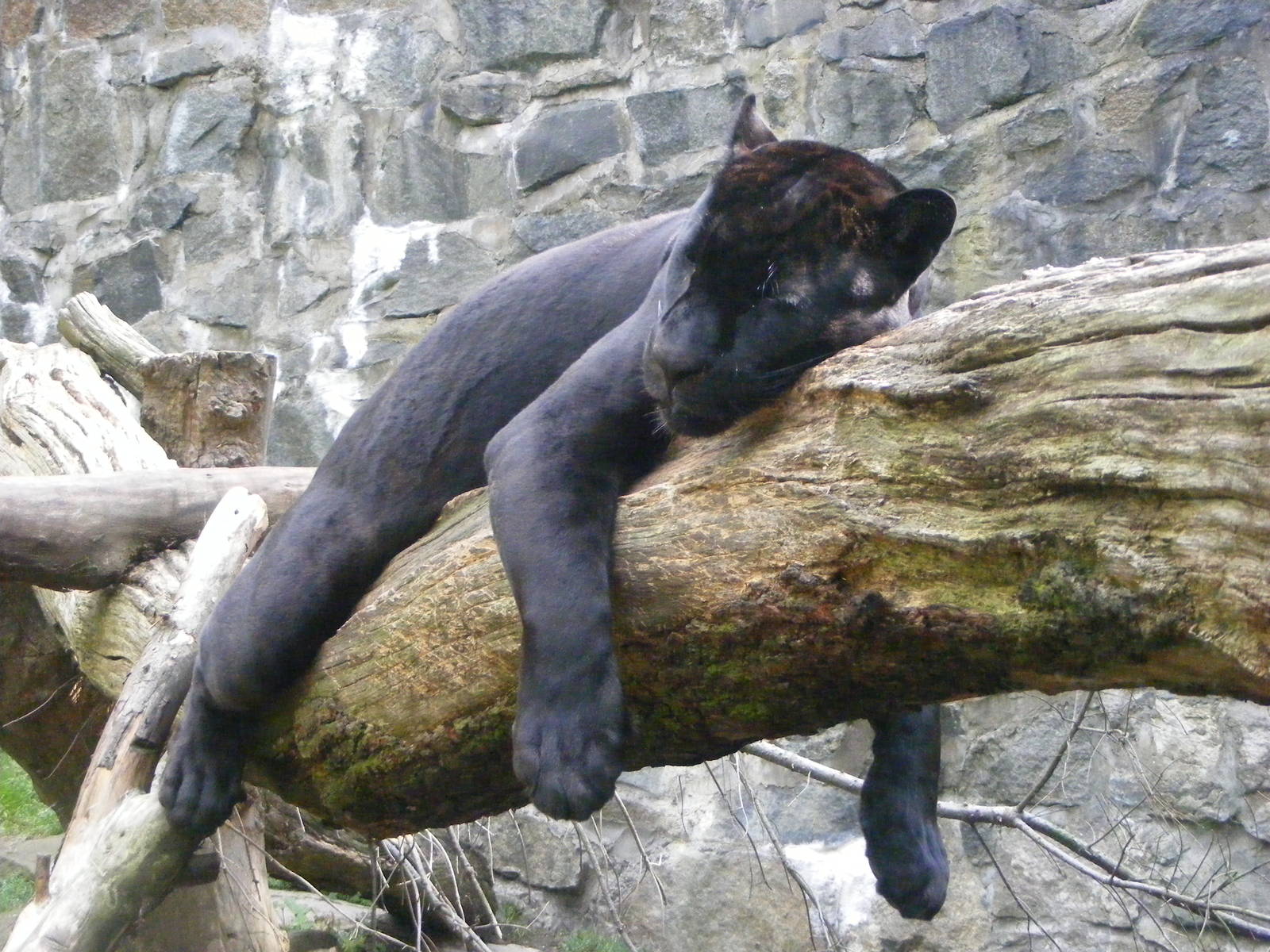 Mowgli - Female Jaguar (Panthera onca)