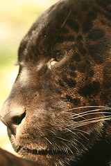 Mowgli the Jaguar