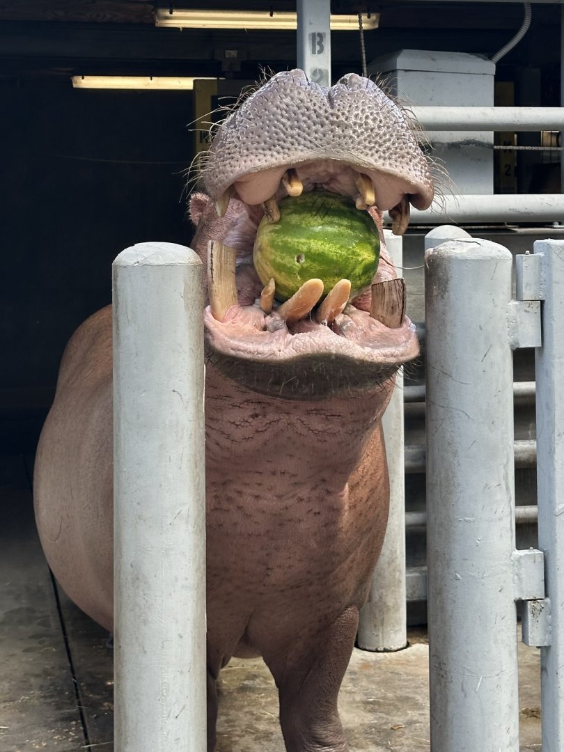 Moyo with a Melon (H. amphibius; 1)