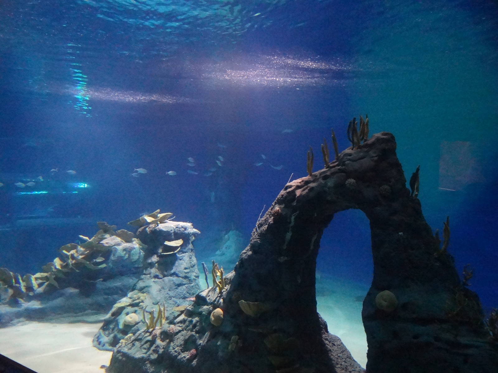 Mozambique Channel pool