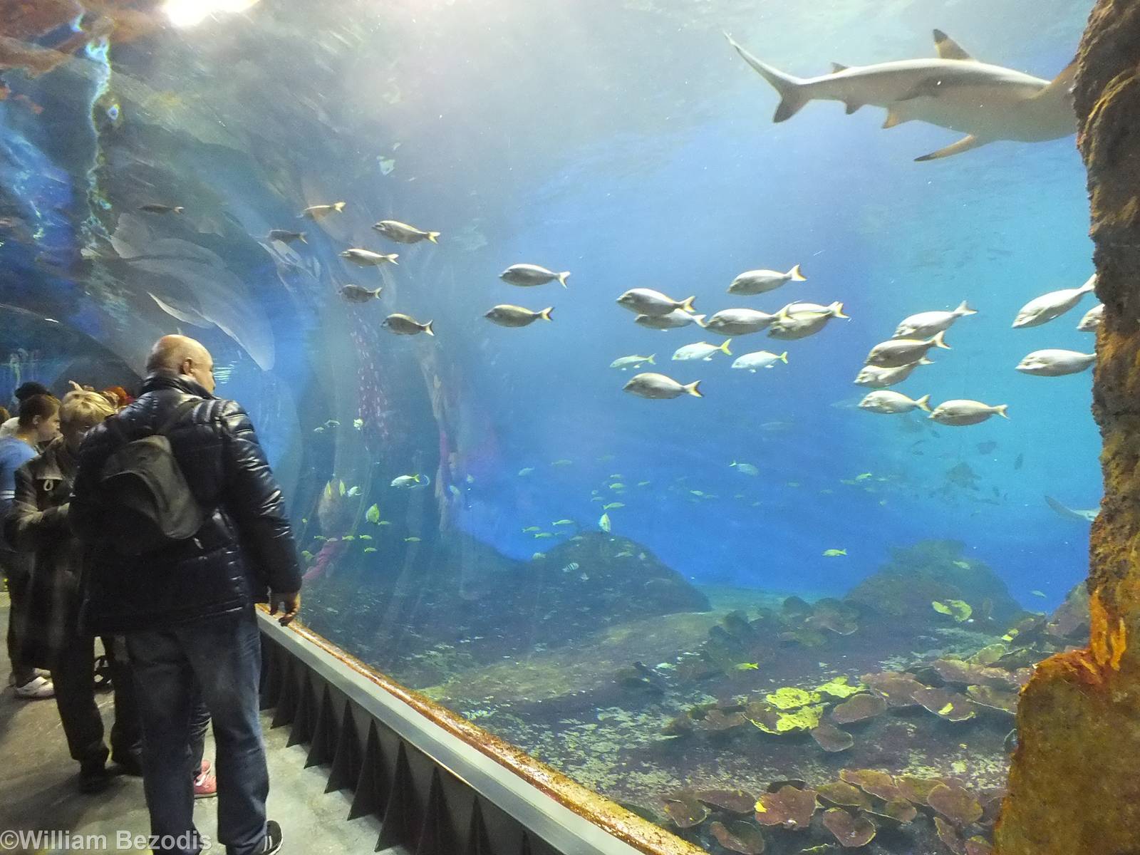 Mozambique Channel Shark Tank- Afrykarium