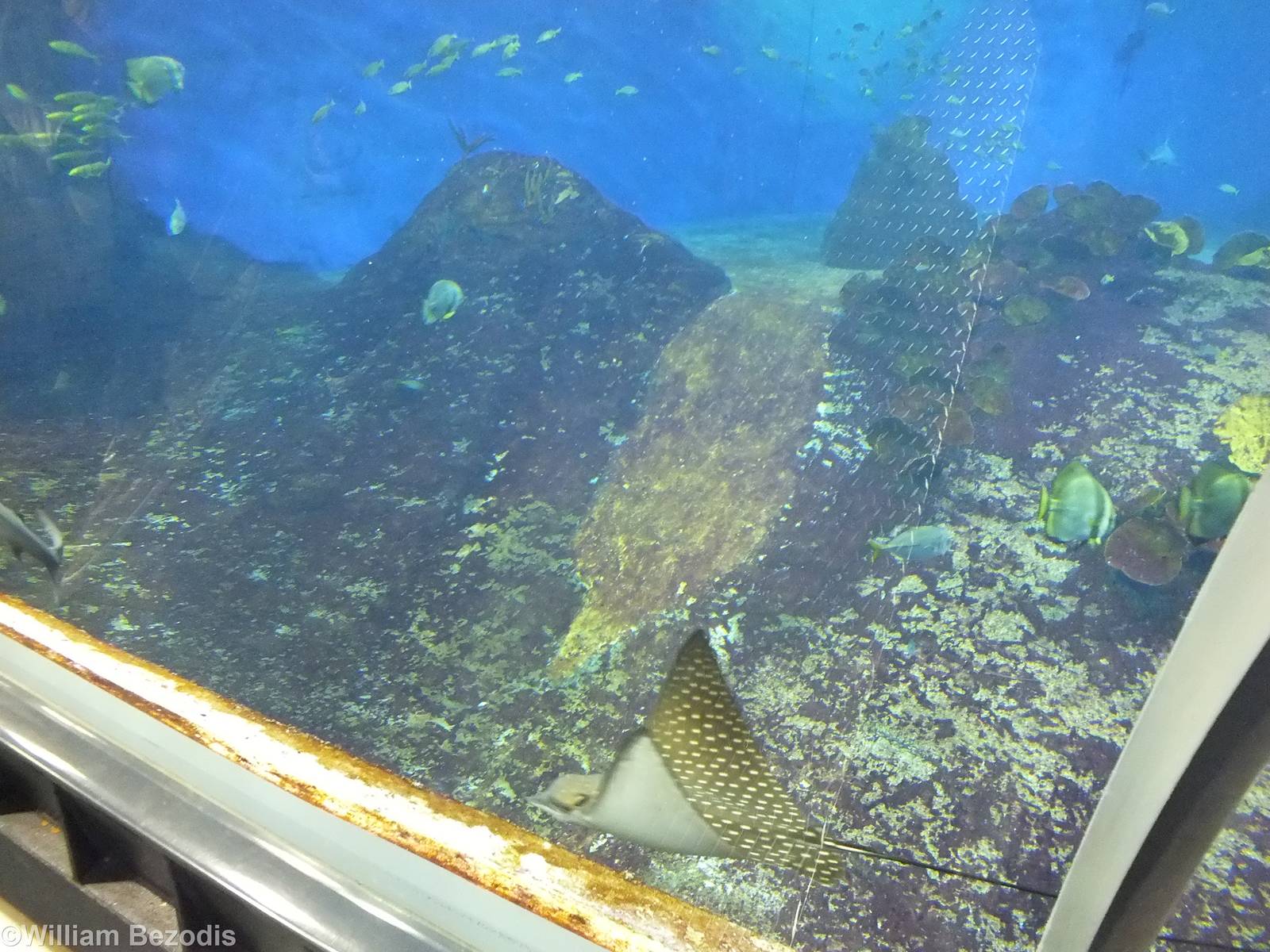 Mozambique Channel Tank- Afrykarium