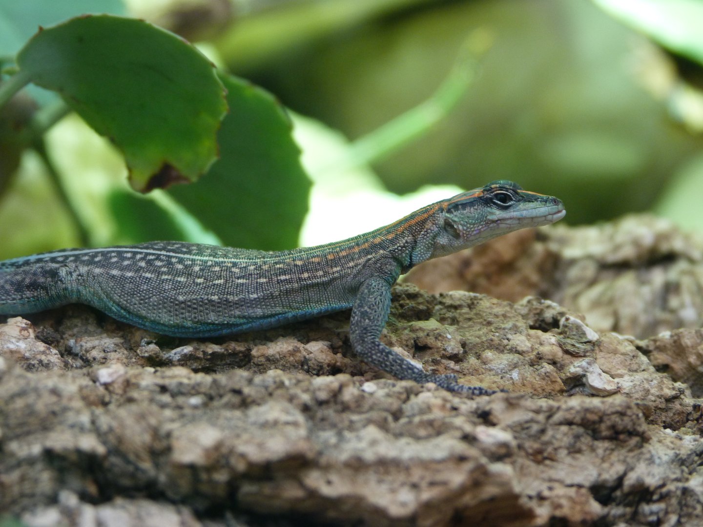 Mozambique girdled lizard -Zoo Plzeň (2025)