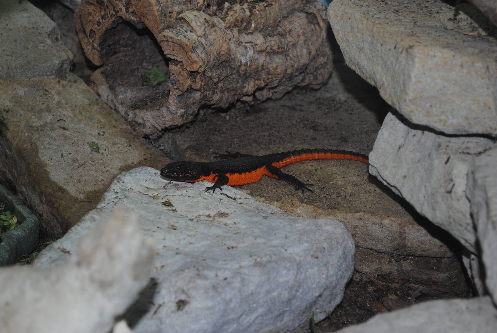 Mozambique Girdled Lizard