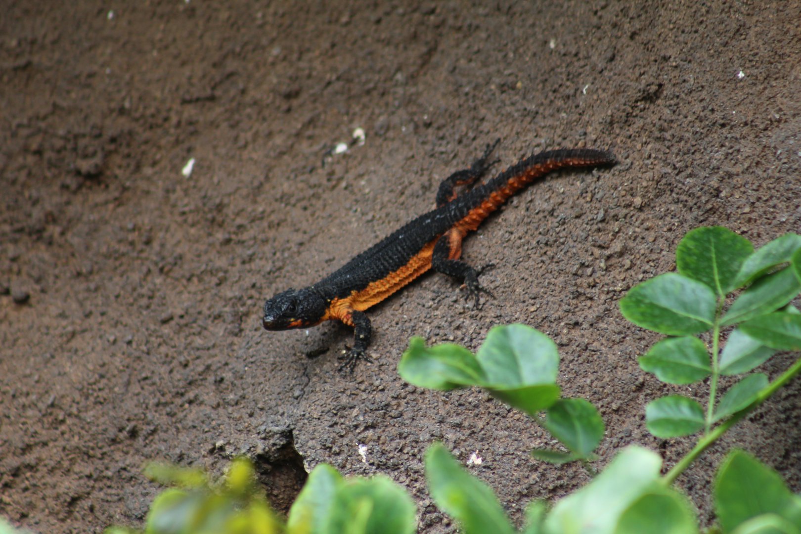 Mozambique Girdled Lizard