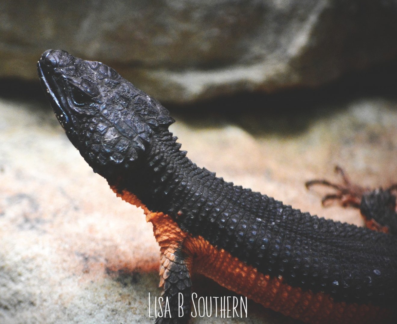 Mozambique girdled lizard