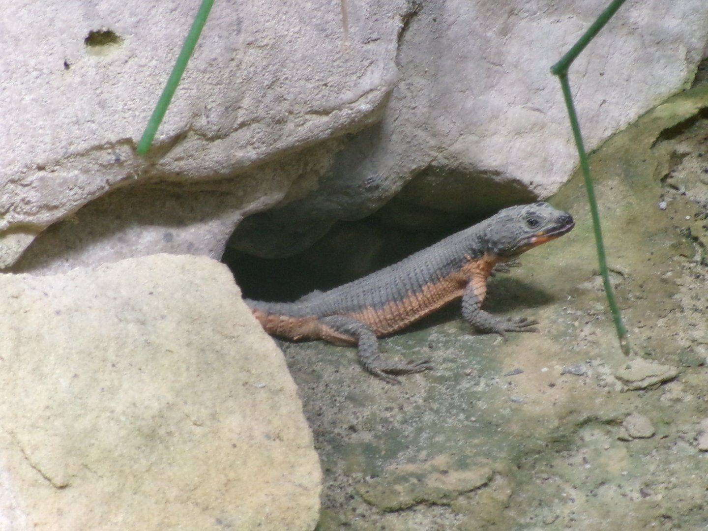 Mozambique girdled lizard
