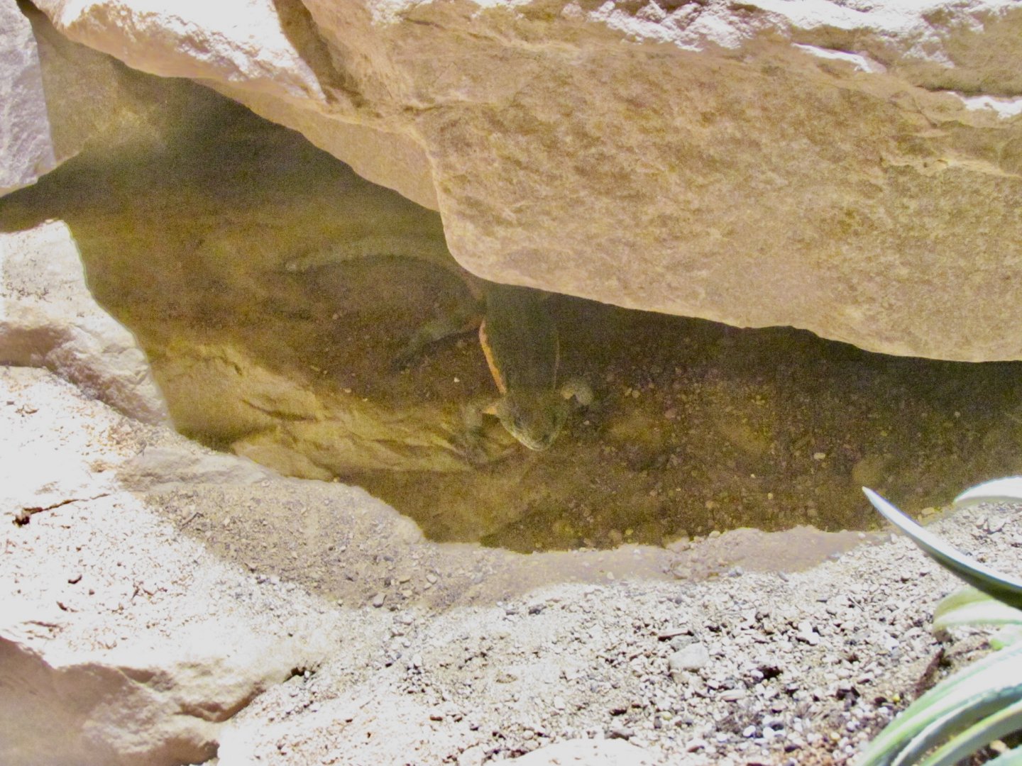 Mozambique Girdled Lizard